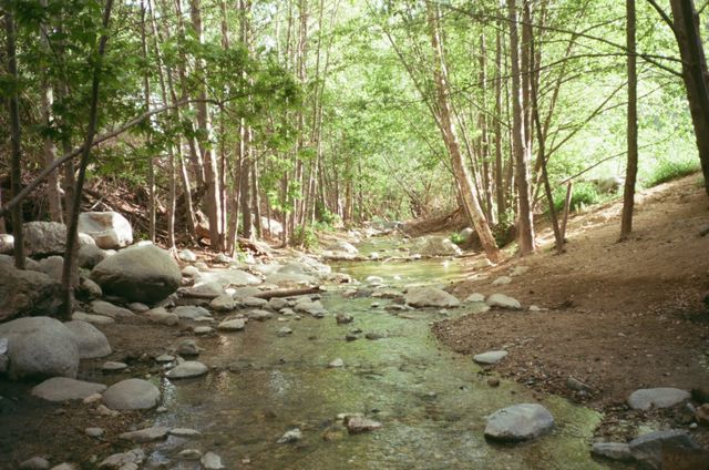 a%20forest%20with%20a%20stream a%20forest%20with%20a%20stream